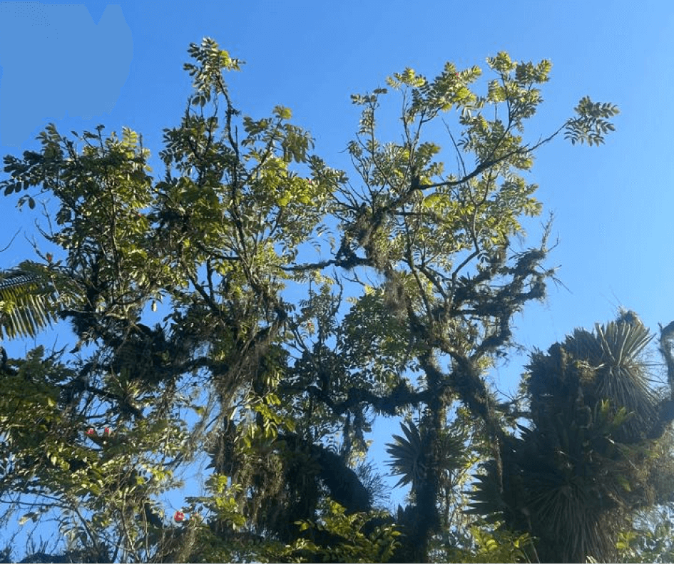 Tenho um relacionamento com deus, do qual descubro o quanto é importante a conexão com o que é real para minha vida (1)